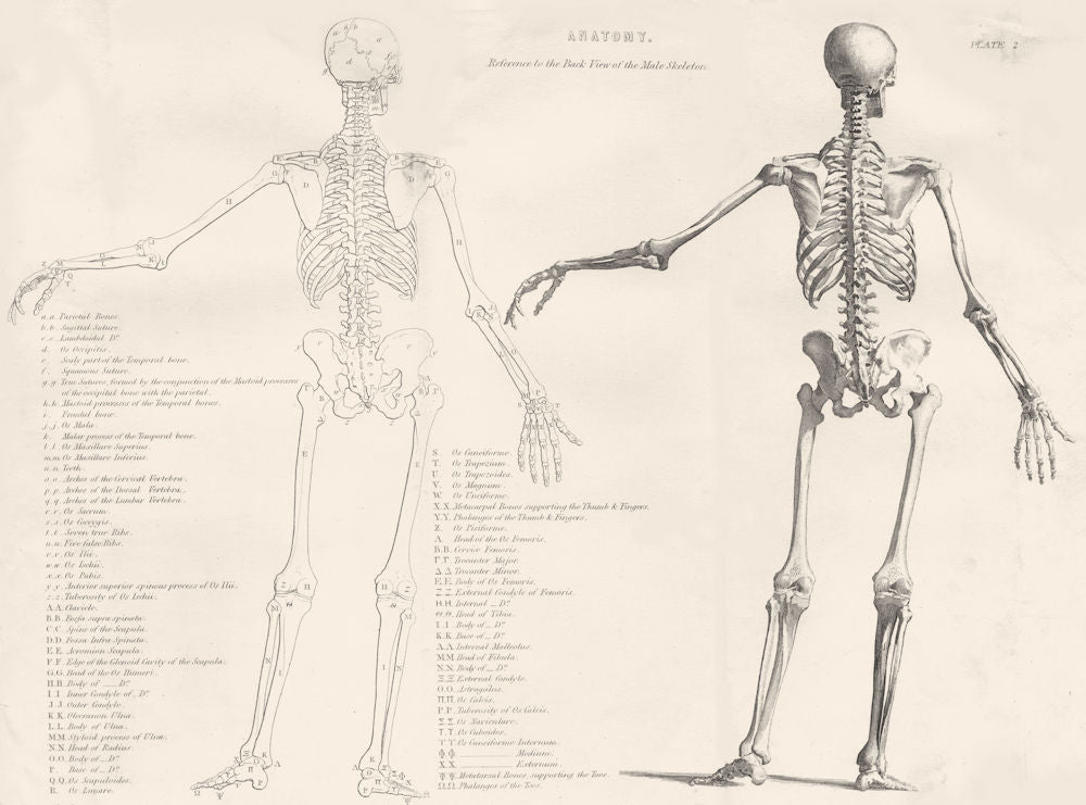 BIOLOGY. Anatomy Reference to the back view of the Male Skeleton 1880 print